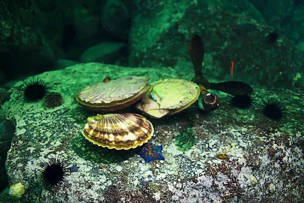 Shell mušlí na mořské dno — Stock fotografie