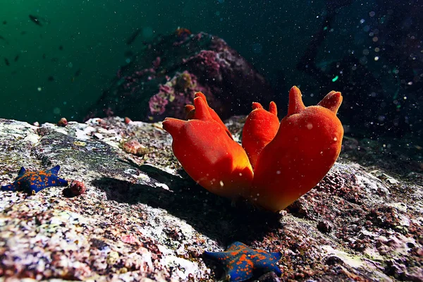 Ascidia purple coral reef — Stock Photo, Image