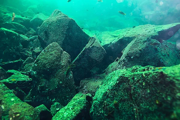 Підводне Фото Красивого Морського Дна Дивовижна Океанічна Природа — стокове фото