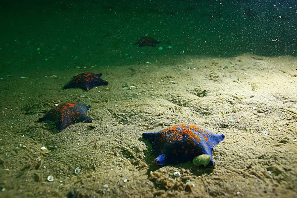 Starfish in blue sea water — Stock Photo, Image