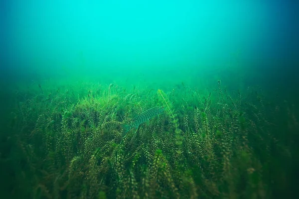 Bellissime alghe sul fondo del mare — Foto Stock