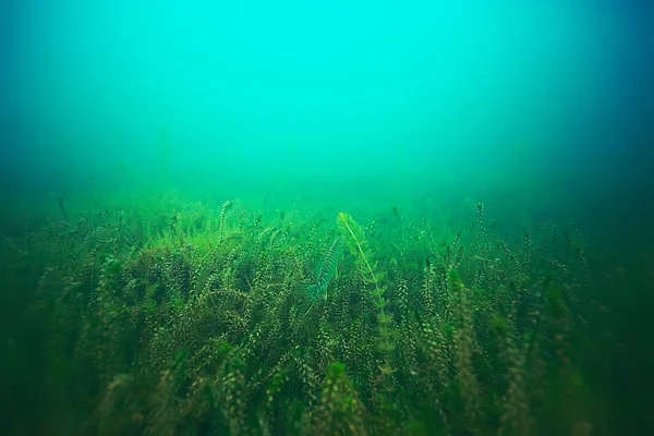 deniz altındaki güzel yosun 