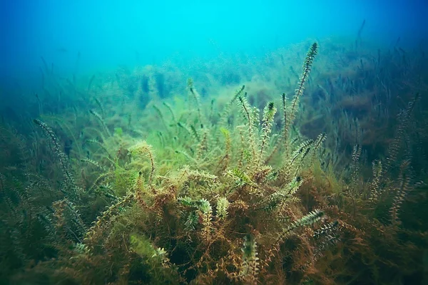 Красиві водорості на дні моря — стокове фото