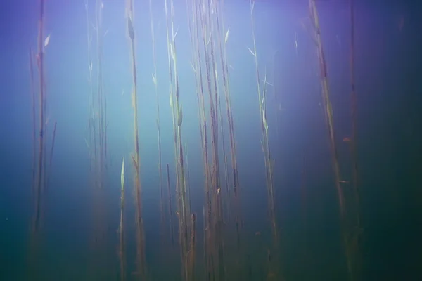 Krásné řasy na dně moře — Stock fotografie