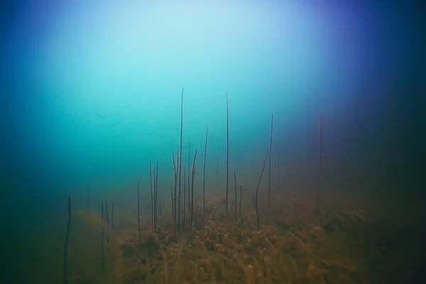 Mooie algen op de zeebodem — Stockfoto