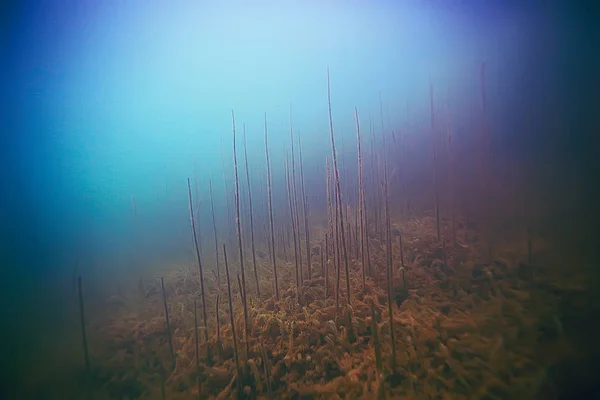 Beautiful algae on sea bottom — Stock Photo, Image