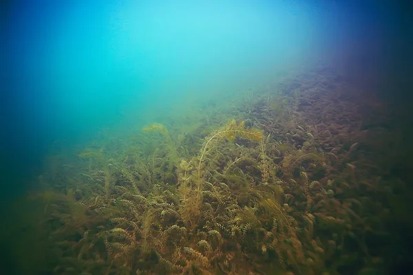 Bellissime alghe sul fondo del mare — Foto Stock