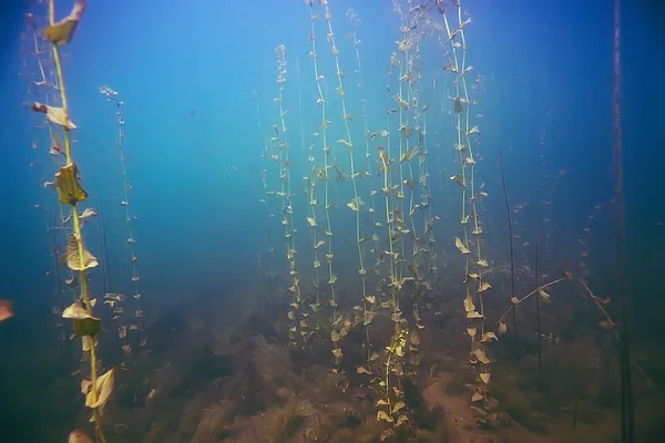 海の底の美しい藻 — ストック写真