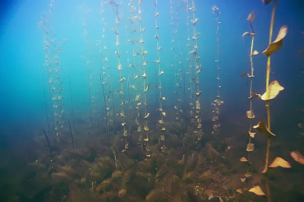 deniz altındaki güzel yosun 