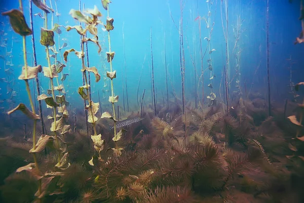 Bellissime alghe sul fondo del mare — Foto Stock