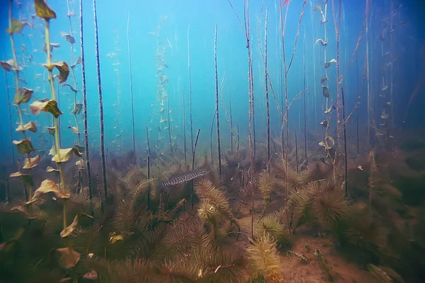 deniz altındaki güzel yosun 