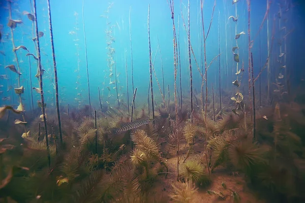 Bellissime alghe sul fondo del mare — Foto Stock