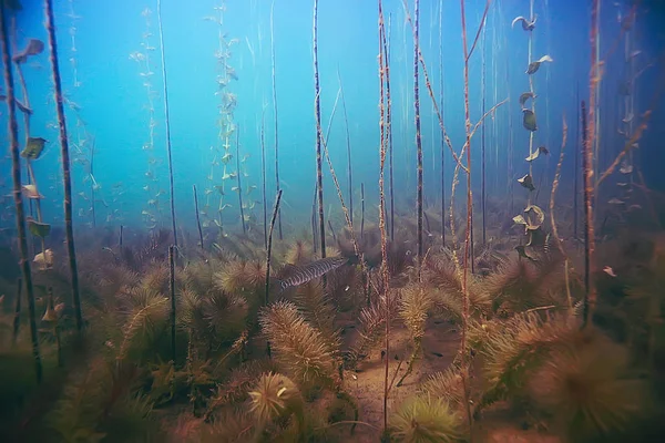 deniz altındaki güzel yosun 