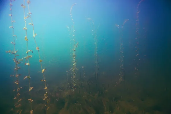 Beautiful algae on sea bottom — Stock Photo, Image