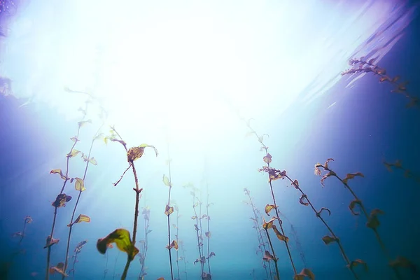 Deniz altındaki güzel yosun — Stok fotoğraf