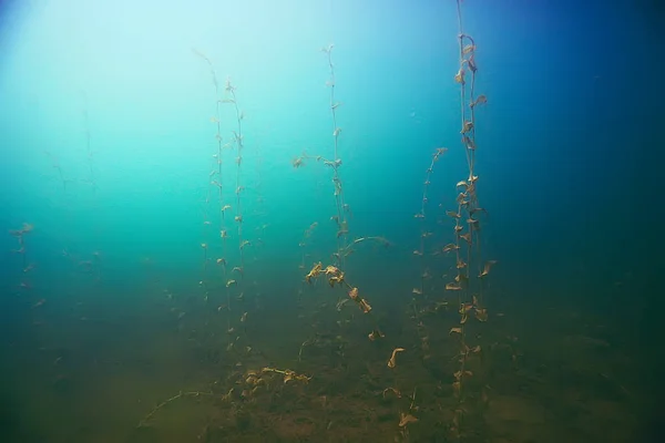 Mooie algen op de zeebodem — Stockfoto