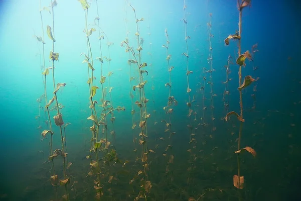 Deniz altındaki güzel yosun — Stok fotoğraf