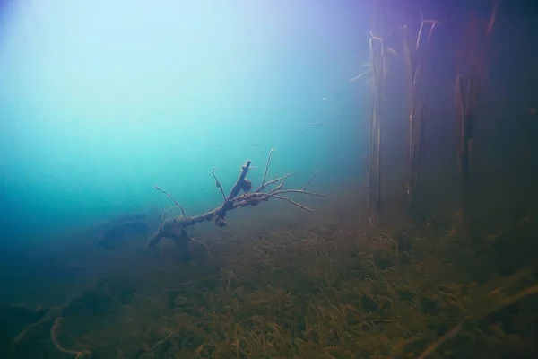Bellissime alghe sul fondo del mare — Foto Stock