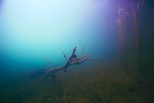 Bellissime alghe sul fondo del mare — Foto Stock
