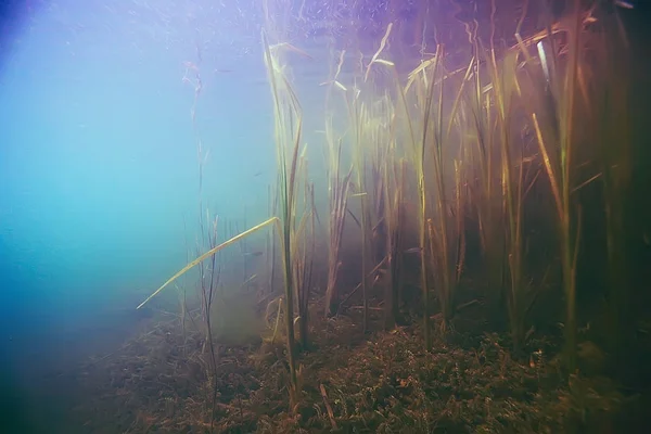 Hermosas algas en el fondo del mar — Foto de Stock