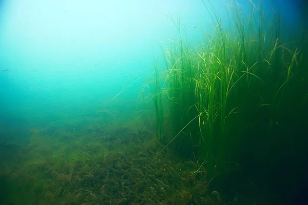 Красиві водорості на дні моря — стокове фото