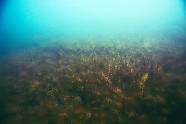 Bellissime alghe sul fondo del mare — Foto Stock