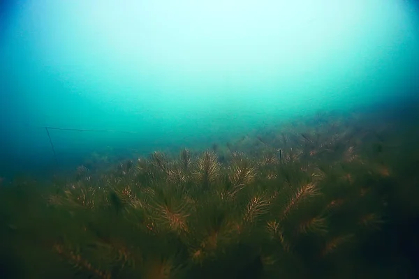 Hermosas algas en el fondo del mar — Foto de Stock