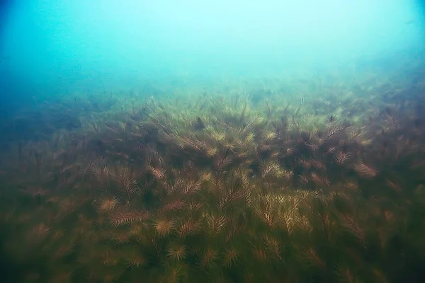 deniz altındaki güzel yosun 