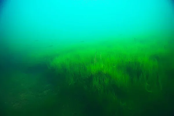 Gyönyörű algák a tengerfenéken — Stock Fotó