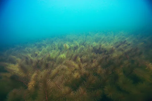 deniz altındaki güzel yosun 