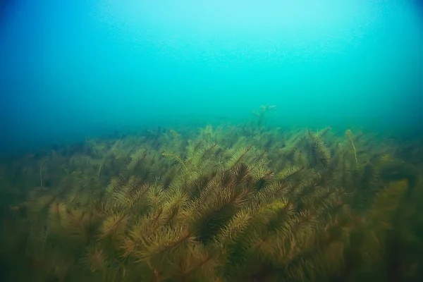 Belas algas no fundo do mar — Fotografia de Stock