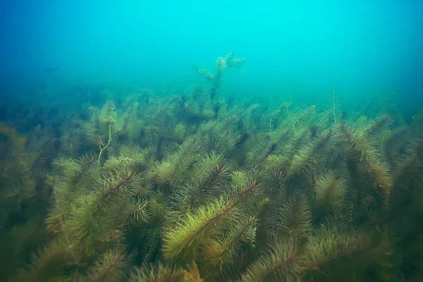 Красивые водоросли на дне моря — стоковое фото