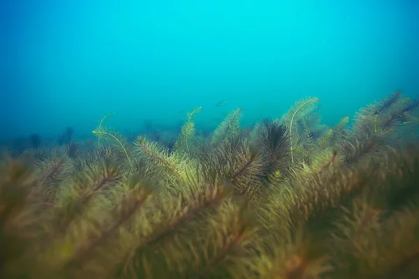 Schöne Algen auf dem Meeresboden — Stockfoto