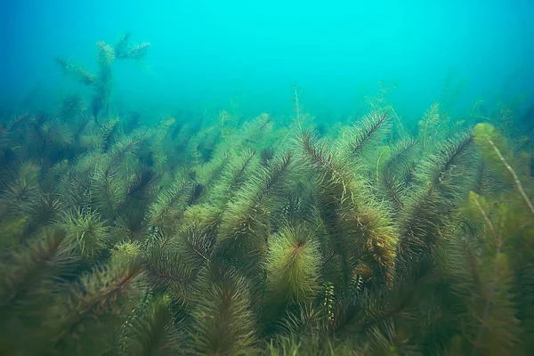 deniz altındaki güzel yosun 