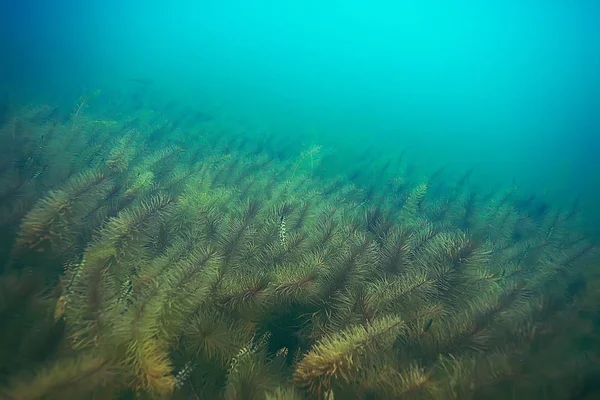 deniz altındaki yeşil yosun