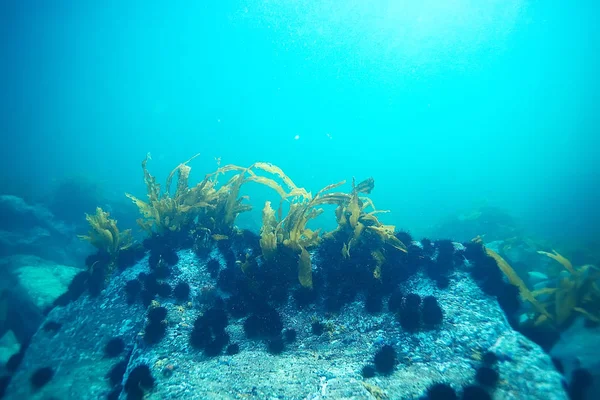 Подводная Фотография Красивого Морского Дна Удивительная Океанская Природа Стоковое Фото