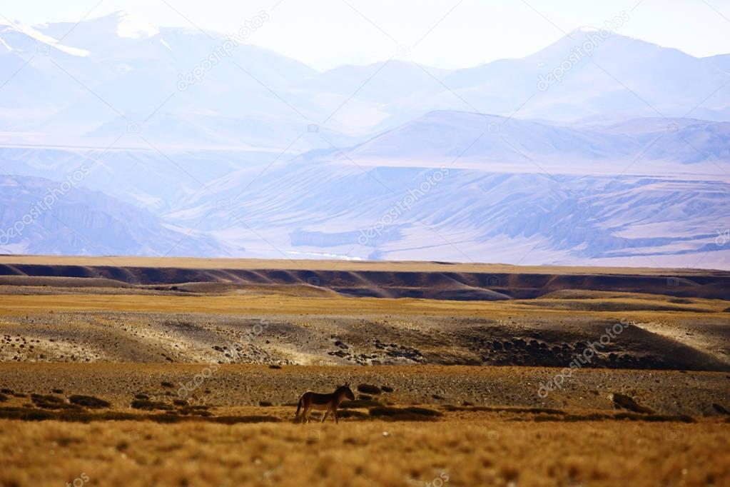 picturesque landscape with Tibetan plateau mountains. Amazing panorama of wilderness  