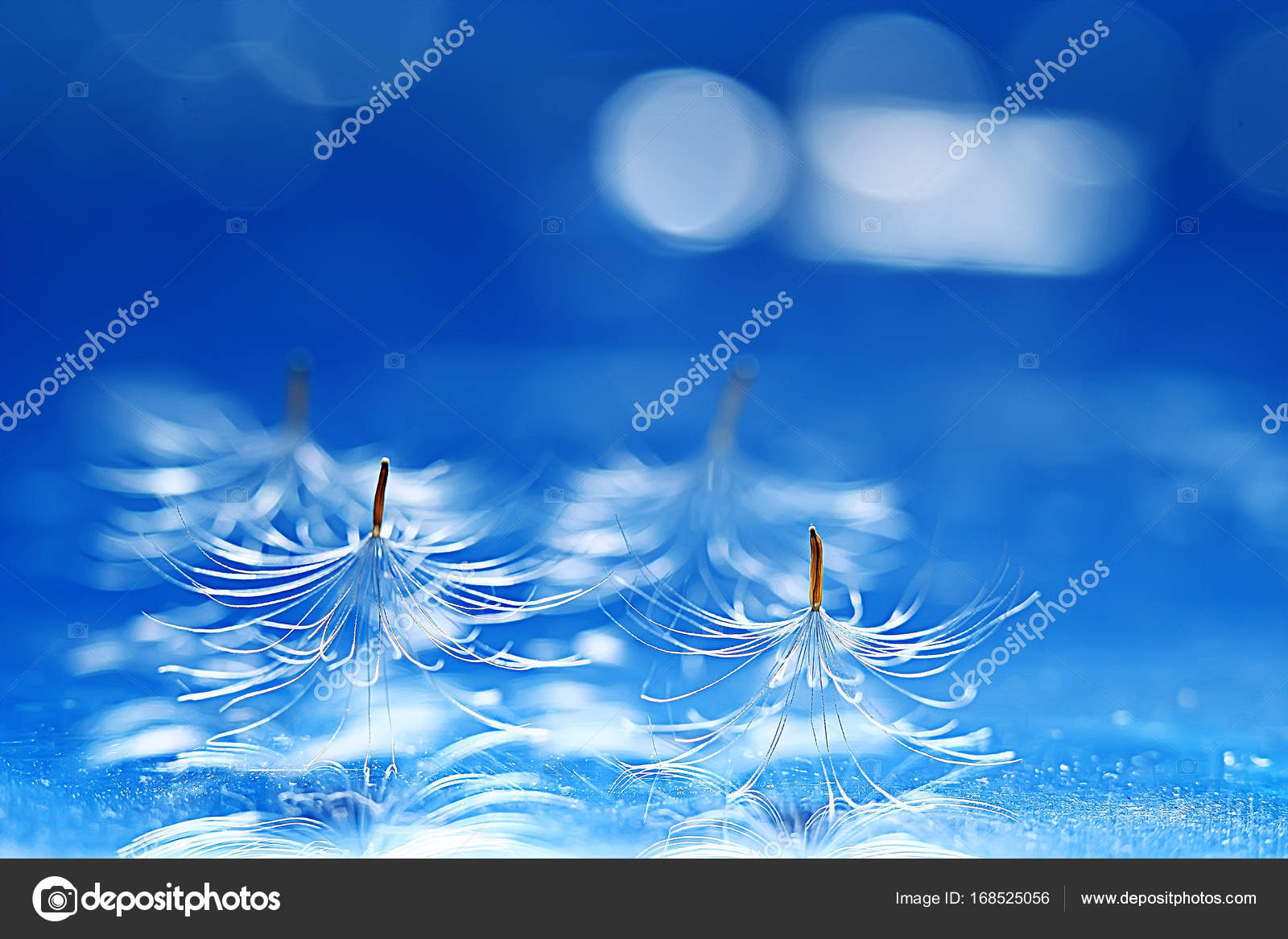 明るい青の背景にタンポポ パラシュート種子を乾燥させます 夏の自然の壁紙 ストック写真 C Xload