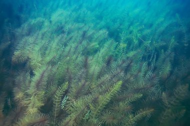 deniz altındaki yeşil yosun