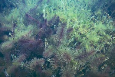 deniz altındaki yeşil yosun