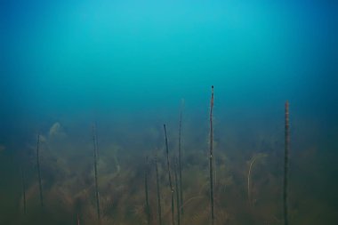 deniz altındaki güzel yosun 