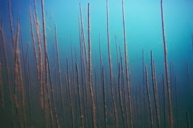 deniz altındaki güzel yosun 