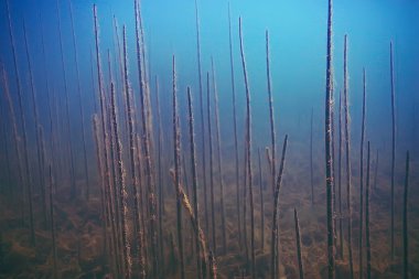 deniz altındaki güzel yosun 