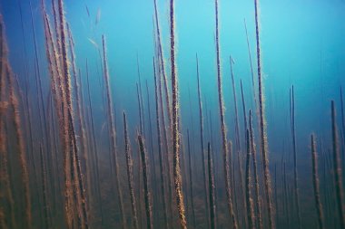 deniz altındaki güzel yosun 