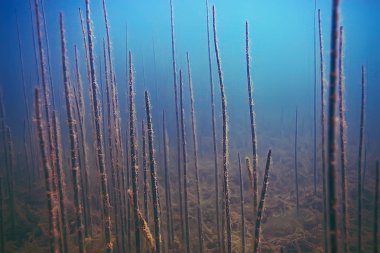deniz altındaki güzel yosun 