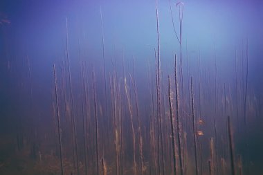 deniz altındaki güzel yosun 