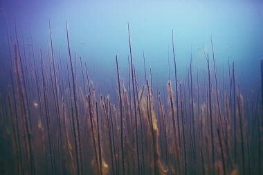 deniz altındaki güzel yosun 