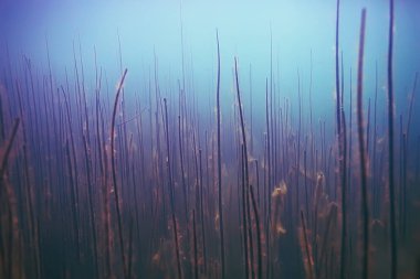 deniz altındaki güzel yosun 