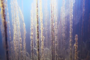 deniz altındaki güzel yosun 