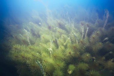 deniz altındaki yeşil yosun